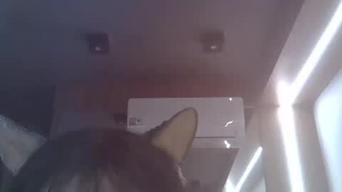 skinnykittencam online show from July 27, 1:34 am