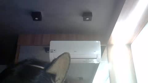 skinnykittencam online show from July 28, 3:43 pm