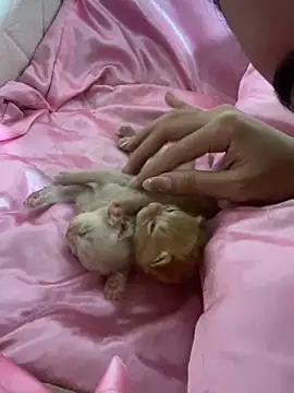 Snapshot of HeavenlyStar chatting on December 16, 2:27 pm HeavenlyStar online show from December 16, 2:27 pm